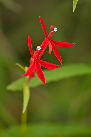 Cardinal Flower (Lobelia cardinalis). Zion National Park - October 2, 2009.