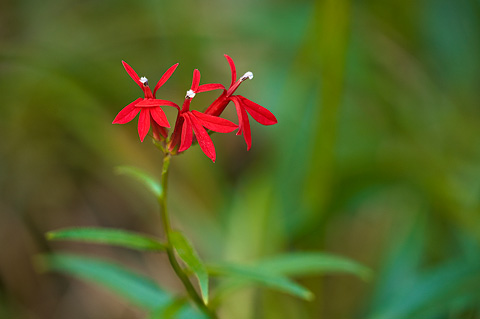 Cardinal Flower (Lobelia cardinalis). Zion National Park - October 3, 2009.