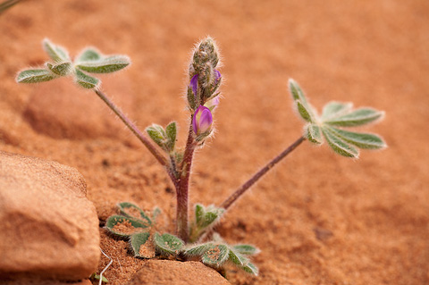 Orcutt's Lupine (Lupinus concinnus). Zion National Park - April 3, 2010.