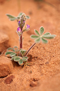 Orcutt's Lupine (Lupinus concinnus) - Zion National Park