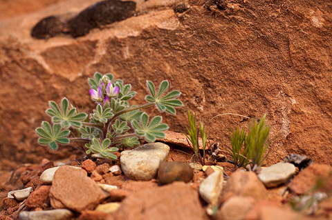 Orcutt's Lupine (Lupinus concinnus). Zion National Park - April 9, 2009.