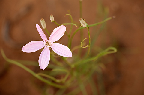 Showy Rushpink (Lygodesmia grandiflora). Zion National Park - July 4, 2010.