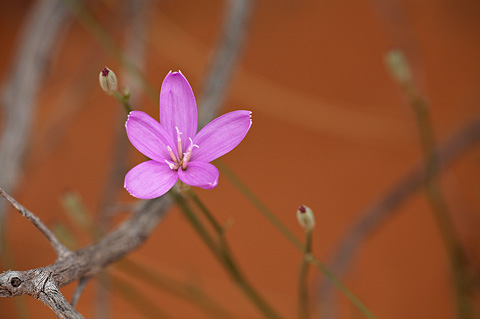 Showy Rushpink (Lygodesmia grandiflora). Zion National Park - June 6, 2009.
