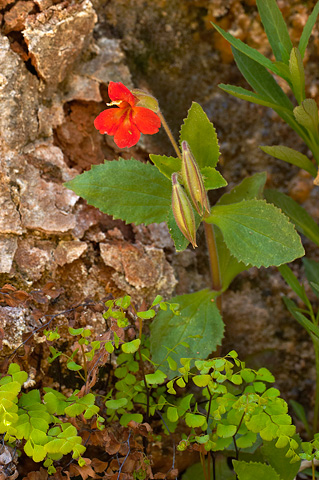 Scarlet Monkeyflower (Mimulus cardinalis). Zion National Park - May 12, 2006.