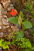 Scarlet Monkeyflower (Mimulus cardinalis) - Zion National Park