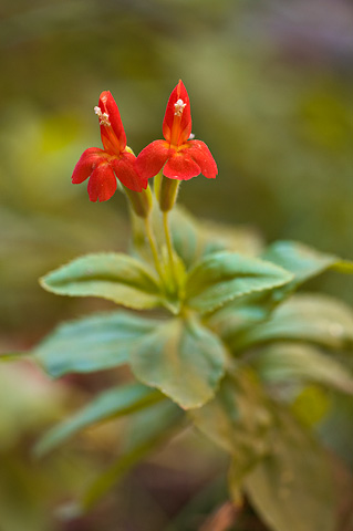 Scarlet Monkeyflower (Mimulus cardinalis). Zion National Park - October 3, 2009.