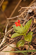 Scarlet Monkeyflower (Mimulus cardinalis) - Zion National Park
