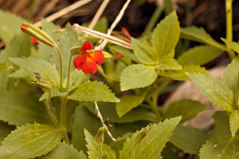 Scarlet Monkeyflower (Mimulus cardinalis). Zion National Park - October 17, 2008.