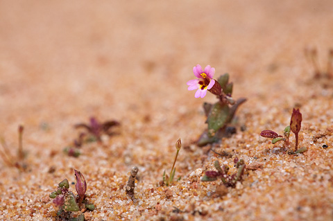 Little Redstem Monkeyflower (Mimulus rubellus). Zion National Park - May 3, 2010.