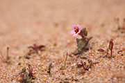 Little Redstem Monkeyflower (Mimulus rubellus) - Zion National Park