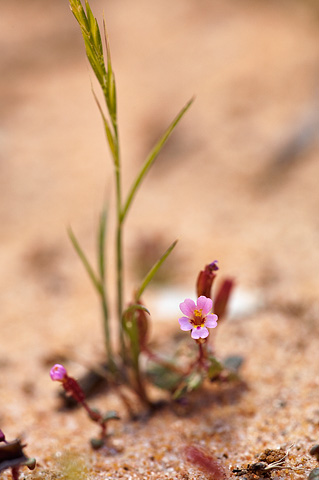 Little Redstem Monkeyflower (Mimulus rubellus). Zion National Park - May 3, 2010.