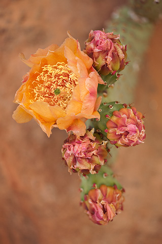 Golden Pricklypear (Opuntia aurea). Zion National Park - May 24, 2009.