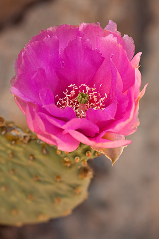 Golden Pricklypear (Opuntia aurea). Zion National Park - May 27, 2007.