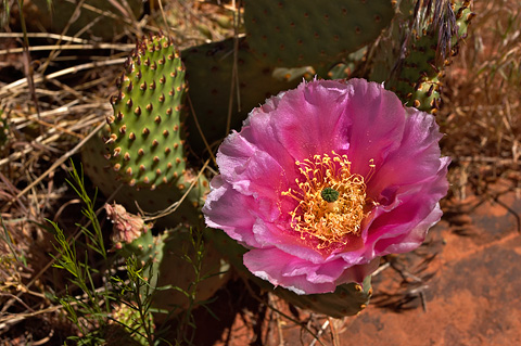 Golden Pricklypear (Opuntia aurea). Zion National Park - May 30, 2004.