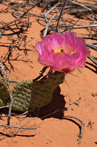 Golden Pricklypear (Opuntia aurea). Zion National Park - May 30, 2004.