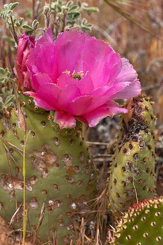 Golden Pricklypear (Opuntia aurea). Zion National Park - May 14, 2005.