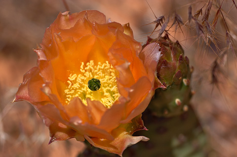 Golden Pricklypear (Opuntia aurea). Zion National Park - May 29, 2005.