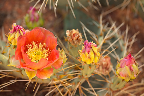 Tulip Pricklypear (Opuntia phaeacantha). Zion National Park - May 26, 2007.