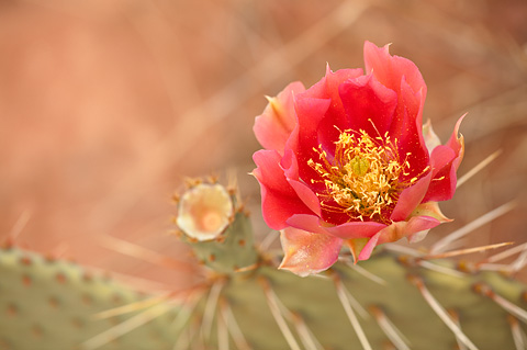 Plains Pricklypear (Opuntia polyacantha). Zion National Park - May 26, 2007.