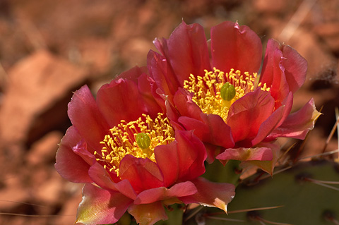 Plains Pricklypear (Opuntia polyacantha). Zion National Park - May 29, 2005.