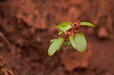 Oregon Boxleaf (Paxistima myrsinites). Zion National Park - April 17, 2010.
