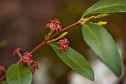 Oregon Boxleaf (Paxistima myrsinites) - Zion National Park