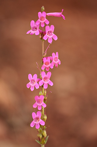 Owens Valley Beardtongue (Penstemon confusus). Zion National Park - May 25, 2009.