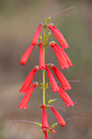 Firecracker Penstemon (Penstemon eatonii). Zion National Park - May 27, 2007.