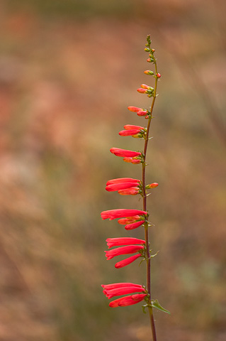 Firecracker Penstemon (Penstemon eatonii). Zion National Park - May 14 2006.