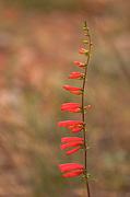 Firecracker Penstemon (Penstemon eatonii) - Zion National Park