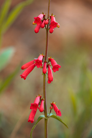 Firecracker Penstemon (Penstemon eatonii). Zion National Park - May 3, 2009.