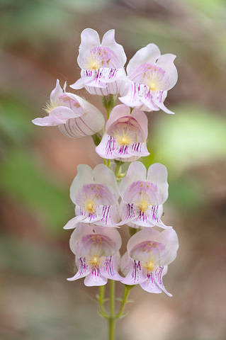 Palmer's Penstemon (Penstemon palmeri). Zion National Park - May 26, 2007.