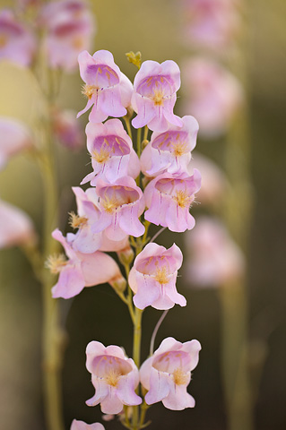 Palmer's Penstemon (Penstemon palmeri). Zion National Park - May 28, 2007.