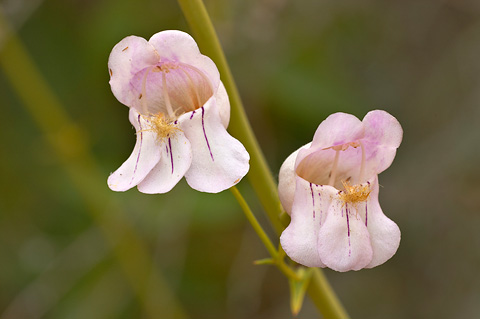 Palmer's Penstemon (Penstemon palmeri). Zion National Park - May 14, 2005.