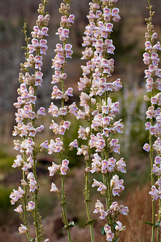 Palmer's Penstemon (Penstemon palmeri). Zion National Park - June 11, 2010.
