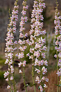 Palmer's Penstemon (Penstemon palmeri) - Zion National Park