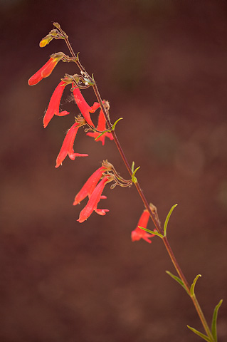 Bridges' Penstemon (Penstemon rostriflorus). Zion National Park - July 2, 2010.