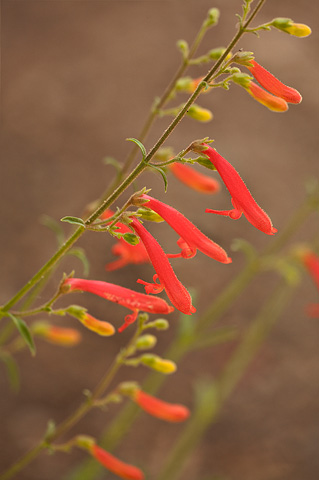 Bridges' Penstemon (Penstemon rostriflorus). Zion National Park - July 24, 2010.