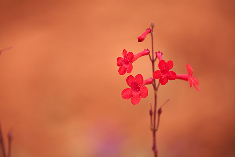 Utah Penstemon (Penstemon utahensis). Zion National Park - April 26, 2008.