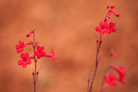 Utah Penstemon (Penstemon utahensis). Zion National Park - April 26, 2008.