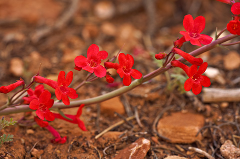 Utah Penstemon (Penstemon utahensis). Zion National Park - May 1, 2010.