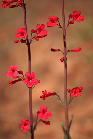 Utah Penstemon (Penstemon utahensis). Zion National Park - April 9, 2009.