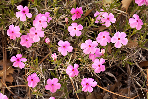 Zion Phlox (Phlox austromontana). Zion National Park - April 24, 2008.