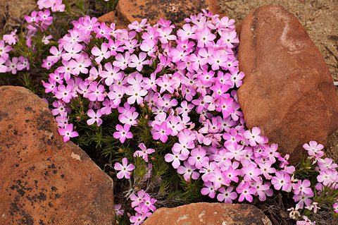 Zion Phlox (Phlox austromontana). Zion National Park - May 1, 2010.