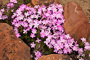 Zion Phlox (Phlox austromontana) - Zion National Park