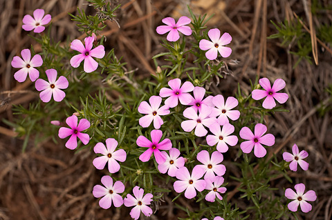 Zion Phlox (Phlox austromontana). Zion National Park - May 22, 2009.