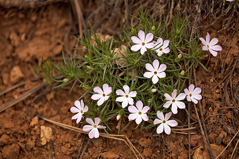 Zion Phlox (Phlox austromontana). Zion National Park - May 22, 2009.