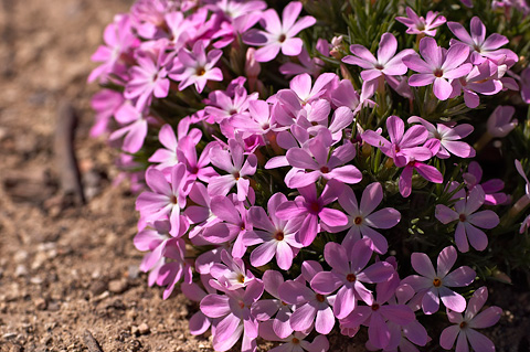 Zion Phlox (Phlox austromontana). Zion National Park - May 29, 2005.