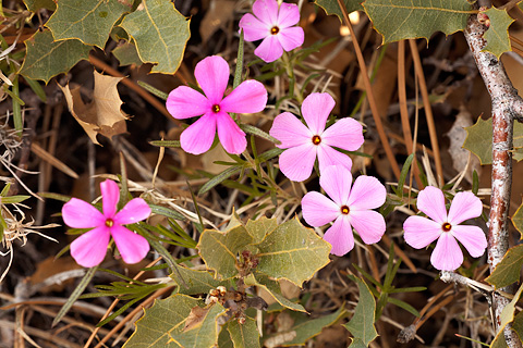 Longleaf Phlox (Phlox longifolia). Zion National Park - April 24, 2008.
