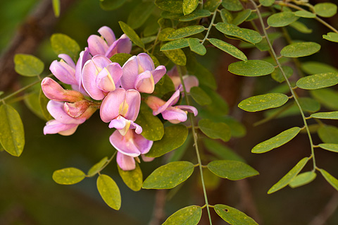 New Mexico Locust (Robinia neomexicana). Zion National Park - May 29, 2010.